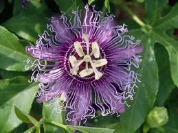 Check spelling or type a new query. Passiflora Wild Flowers Passiflora Passion Flower