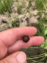 Image result for Polygala ohlendorfiana