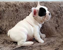 We did not find results for: French Bulldog Puppies For Sale Billings Mt 128672