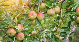 We did not find results for: Why Is There No Fruit On My Tree My Garden Life