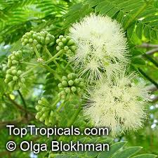 Image result for Otholobium foliosum
