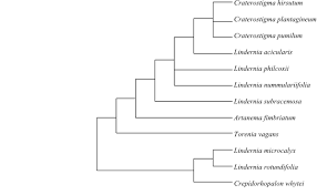 Image result for Crepidorhopalon rupestris