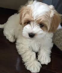 Cross breed maltipoo is a cross between a maltese and a miniature. List Of Poodle Cross Breeds Ranked Via Attractiveness Groomarts