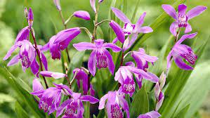 Maybe you would like to learn more about one of these? Orchideen Fur Den Garten Hauenstein Ag