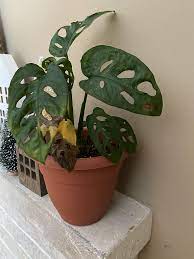 Learn more about monstera adansonii care here. Monstera Adansonii Brown Yellow Spots Album On Imgur