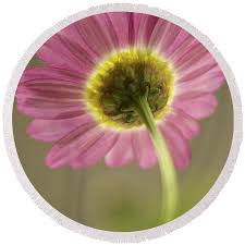 Delicate Daisy Hand Towel by Penny Meyers