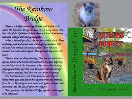Bump S Point Children S Book Do Pets Go To Heaven In 2020 Childrens Books Pets Childrens