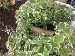 Native to south africa and australia rather than sweden, where it was first popularized, swedish ivy is more closely related to mint than ivy. Variegated Swedish Ivy Archives Diana S Designs Austin