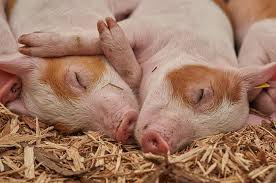 Dendeng babi adalah produk makanan berbentuk lempengan yang terbuat dari irisan daging babi 2.3 #(arat mutu den'eng ba&% dendeng babi yang baik yaitu dendeng babi yang memiliki mutu. Tafsir Mimpi Daging Babi Benarkah Ini Artinya Pertanda Buruk Semua Halaman Suar