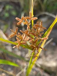 Image result for Cyperus digitatus