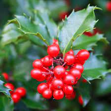 Grignoter des baies cueillies à même la branche. Arbustes A Baies Decoratifs Haie Oiseaux