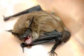 We offer attic cleanup and sanitation services. About Our Bat Exterminator In Waterford Wi 53185