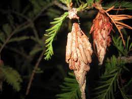 Here are the steps for insect identification that i use if i find a cocoon or egg case i don't know. Bagworm Control How To Get Rid Of Bagworms