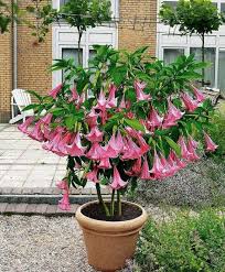 Image result for Brugmansia