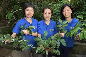 Whatsapp linkedin fb messenger telegram twitter reddit wechat pinterest print purchase article copy permalink copy to clipboard. Study Finds Anti Cancer Properties In Local Plants Health News Top Stories The Straits Times