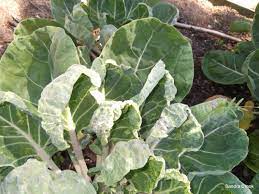 Brussels sprouts are heavy feeders, requiring supplemental natural phosphorus and nitrogen fertilizers as well as plenty of water. Brussels Sprouts Problem Bbc Gardeners World Magazine
