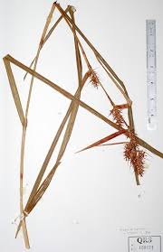 Image result for Scleria richardsiae