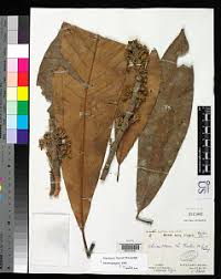 Image result for Manilkara koechlinii