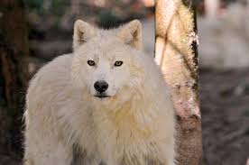 My beloved wolf wolf spirit animal fantasy wolf wolf spirit. Ø°Ø¦Ø¨ Ø§Ù„Ù‚Ø·Ø¨ Ø§Ù„Ø´Ù…Ø§Ù„ÙŠ Ø¨Ø§Ù„ØµÙˆØ± Ø§Ù„Ù…Ø±Ø³Ø§Ù„