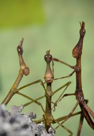 Image result for Pseudoprosopis