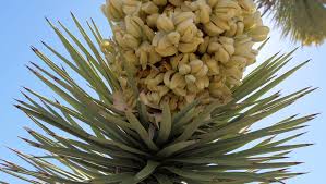 Check spelling or type a new query. Joshua Trees In Record Bloom Out West