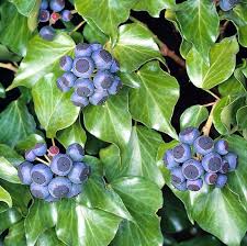 Image result for Hedera
