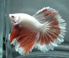 Pin By Maria Betania Vieira On Betta Fish Betta Betta Fish Tank Betta Fish