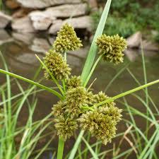 Image result for Cyperaceae