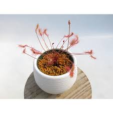 Image result for Drosera affinis