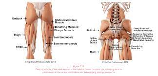 The gluteus maximus is the largest of the gluteal muscles and gives structure to the popliteus muscle at the back of the leg unlocks the knee by rotating the femur on the tibia. Hip Pain Explained Including Structures Anatomy Of The Hip And Pelvis