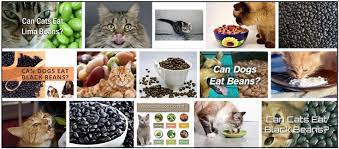 Can Cats Eat Black Beans Should You Feed Or Should You Avoid New In 2021 Can Dogs Eat Black Beans Dog Eating