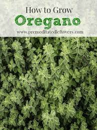 How To Grow Oregano In Your Garden Including How To Plant Oregano Seeds How To Plant Oregano In Pots How To Care For Orega Oregano Seeds Oregano Plant Herbs