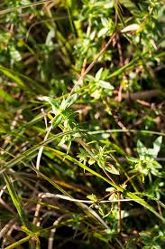 Image result for Anthospermum herbaceum