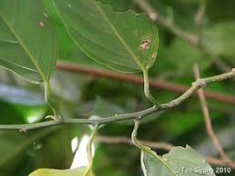 Image result for Strombosia