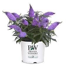 As blooms age, they turn pink. Proven Winners Buddleia Pugster Amethyst Shrub Plants Direct To You