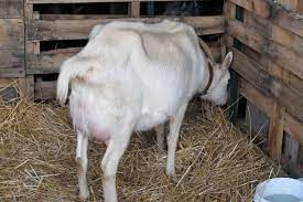 #13 · mar 26, 2010. 9 Signs Your Goat Is In Labor Or Will Be Soon