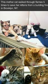 65 Of The Best Cat Memes That Show Who S The Real Boss Inspirationfeed