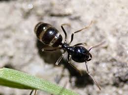 Holzameise Umweltbundesamt