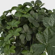 Image result for Cissus