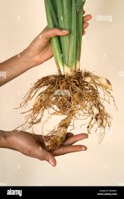 Image result for Maranta arundinacea