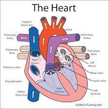 Heart For Kids Here To Save Or Print A Color Diagram Of Heart Anatomy Pdf Format Heart Diagram Human Heart Diagram Circulatory System For Kids