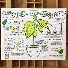 How To Grow An Avocado Tree Broadside Grow Avocado Growing An Avocado Tree Avocado Tree