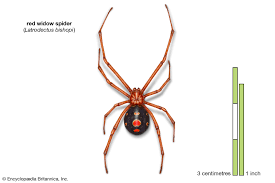 The black widow spider is widespread and found in the united states, in parts of canada, latin america and the west indies. 9 Of The World S Deadliest Spiders Britannica