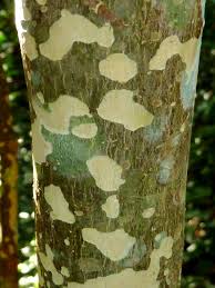 Image result for Ochna arborea