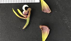 Image result for Polystachya malilaensis