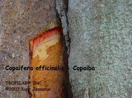 Image result for Copaifera baumiana