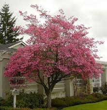 Offering a wide selection of beautiful flowering trees and shrubs that will provide shade, color and fragrance to any landscape. Dogwood Tree For Sale