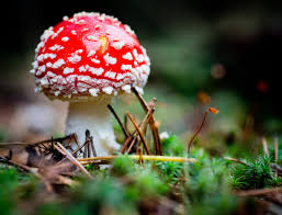 The magic mushroom shop offers magic mushroom spores (cubensis spores)and magic mushroom grow kits. Magic Mushrooms Found In Queen Elizabeth S Garden At Buckingham Palace