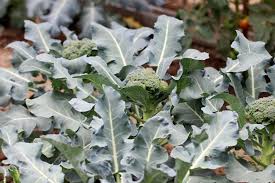 Was Kann Man Im Herbst Pflanzen 14 Gemuse Arten Gartendialog De Pflanzen Brokkoli Pflanzen Herbst Gemuse