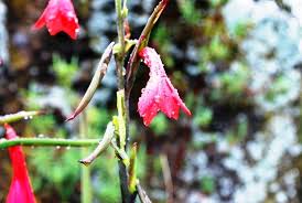 Image result for Crambe kilimandscharica